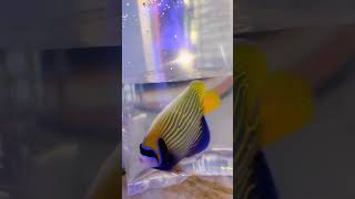 Marine fish unboxing video📦🐠🐡 [upl. by Abihsot]