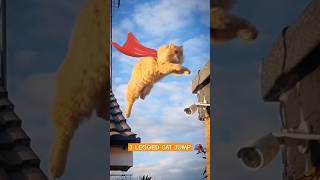 Three leg Cat jumps off roof [upl. by Senoj275]