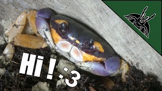 Unboxing 4  Gecarcinus quadratus  Halloween crab [upl. by Animrac]