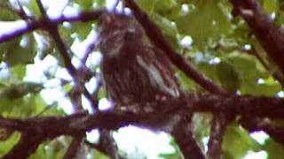 Pygmy Owl calling [upl. by Ecilef]