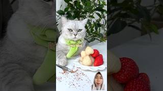 Strawberry bikinan meow cat pets food fruit cute [upl. by Dachy328]