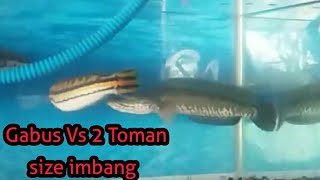 Baby Micropeltes 2 Vs Channa Striata 1 [upl. by Aifas]