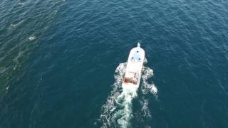 Lucky Dog Cobia Fishing Destin Florida [upl. by Harod]