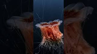 Lion”s mane jellyfish [upl. by Akenet436]