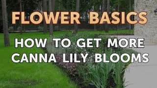 How to Get More Canna Lily Blooms [upl. by Rednav]