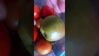 Tomaten nach Reifen lassen mit diesem Trick [upl. by Savick616]