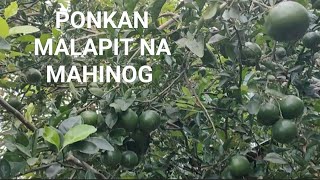 PONKAN MALAPIT NA MAHINOG [upl. by Dulciana]