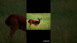 deer fawnshortfeeds wildlife deer babyanimals [upl. by Nylle]