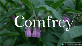 Comfrey and its Benefits [upl. by La]