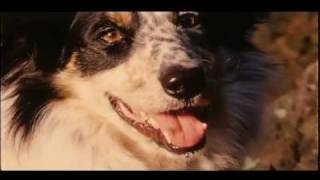 Pedigree  Were For Dogs  TV commercial [upl. by Lifton]