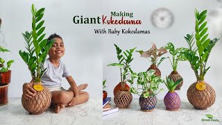 Making GIANT Kokedama With Baby Kokedamas  How to Make Your First Kokedama BallsGREEN PLANTS [upl. by Reginnej]