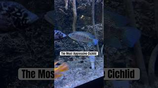 THE MOST AGGRESSIVE CICHLID IN THE WORLD [upl. by Adekan274]