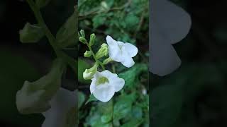 Asystasia gangetica flowers 😱😍shorts flowers ytshorts [upl. by Annoed]