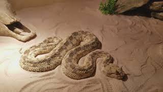 Cerastes cerastes  Desert horned viper  care  Loki the Horned viper [upl. by Church]