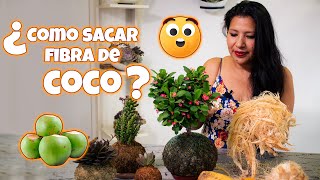 ¿CÓMO SACAR FIBRA DE COCO PARA KOKEDAMAS [upl. by Nyasuh]