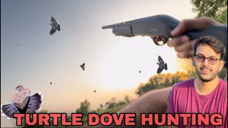 Turtle dove Hunting  Russian dove hunting [upl. by Eaner280]