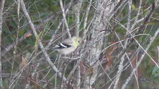 Carduelis tristis  jilguero americano  American goldfinch [upl. by Ehpotsirhc]