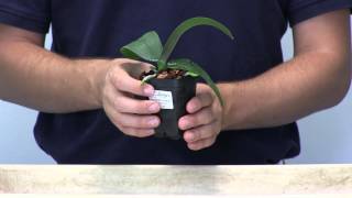 Orchid Care 101  How to Water Phalaenopsis Orchids [upl. by Woolley]