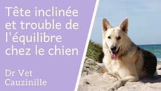 Tête inclinée et trouble de léquilibre chez le chien [upl. by Aknaib184]