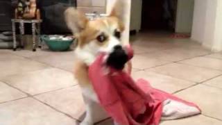 Yuki the Corgi Puppy Wont Fetch Without Towel Blanket Corgi  1 year old [upl. by Treble535]