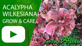 Acalypha wilkesiana  grow amp care Flamengueira [upl. by Fisk88]