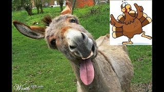 El Pavo y El Burro  Los Hijos Del Rey Merengue Navideño [upl. by Oirrad98]