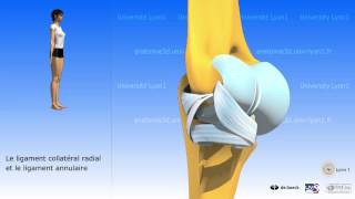 Le coude  arthrologie  larticulation radioulnaire supérieure [upl. by Repooc900]