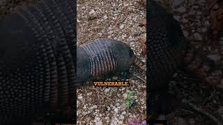 The Armored Armadillos educationalreels facts educationalwildlife [upl. by Engen791]