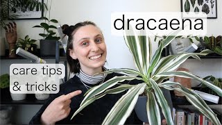 DRACAENA CARE  Dragon Tree Care Tips amp Tricks [upl. by Vikky]