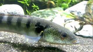 Pike Cichlid Crenicichla Lenticulata HD [upl. by Eraste20]