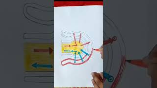 How to draw gaseous exchange in alveoli Simple diagram of alveoli step by step alveoli diagram [upl. by Gilpin]