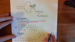 Botulinum Toxin Mechanism Part 3 [upl. by Sofia]