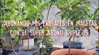 Como abonar plantas frutales en macetas con el super abono triple 15 [upl. by Anaerda]