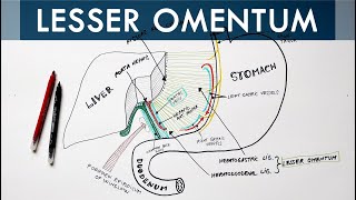 Lesser Omentum  Attachment Ligaments amp Contents  Anatomy Tutorial [upl. by Stalker]