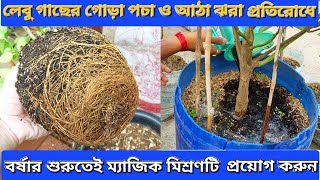 লেবু গাছের গোড়া পচা ও আঠা ঝরা মারন রোগ প্রতিরোধে বর্ষার শুরুতেই ম্যাজিক মিশ্রণটি এখনই প্রয়োগ করুন [upl. by Flan]