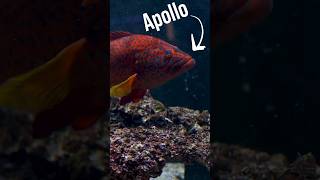 Meet Apollo Our Miniatus Grouper Part 1 [upl. by Sib]