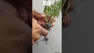 Thick Cutting Propagation  Ming Aralia  1Min or Less [upl. by Harms]