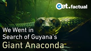 How we found a Giant Anaconda in Guyana  Wildlife Documentary [upl. by Erreip]