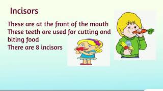 Types of teeth incisors canines premolars and molars Definition and functions animated video [upl. by Roane516]