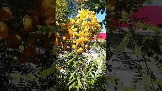 shorts Cassia Biflora beautifulnature My Plant front of my house shortsviral satisfyingvidoes [upl. by Initirb]