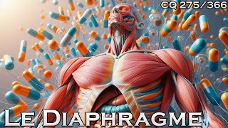 Anatomie du Diaphragme  CQ275 [upl. by Eiderf192]