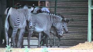 Denver Zoo Newborn Baby Zebra Day Old [upl. by Enilaf]