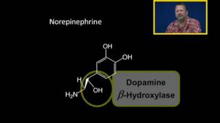 Biosynthesis of Catecholamines [upl. by Neidhardt599]