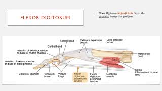 Understand the Insertion of Flexor Digitorum Muscles in 2 Minutes [upl. by Ledba8]