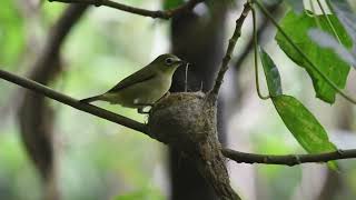 Nest material theft by bridled whiteeyes [upl. by Schilit]