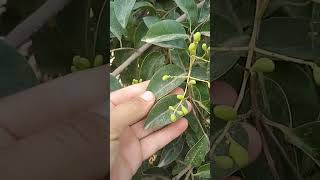 المشخص في البيطرة نبات شجرة الحناء و تسمى باسمها العلمي Ligustrum lucidum ممكن أن يكون ساما للأغنام [upl. by Heidie479]