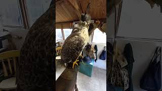 HOODED GYRSAKER FALCON [upl. by Etteloiv866]