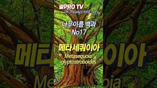 나무메타세쿼이아 이름 유래 메타세쿼이아 Metasequoiaglyptostroboides 나무이름백과 [upl. by Noivert]