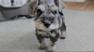 Cute Mini Schnauzer Puppy Comes Home  ChumpieTheDog [upl. by Llimaj]