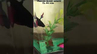 Feeding Blood worms to my fishBetta fish eating blood worms fishkeeping betta bettafish feeding [upl. by Yalonda366]